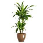 amber grail 40cm caramel